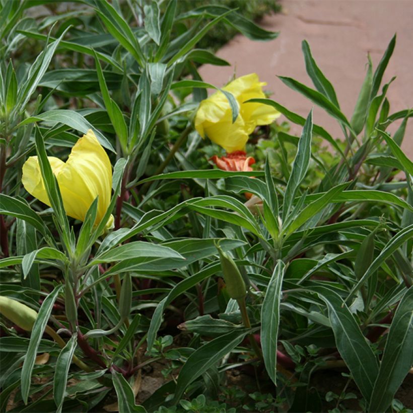 Oenothera missouriensis (Folhagem)