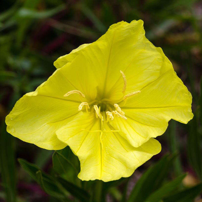 Oenothera missouriensis (Floração)
