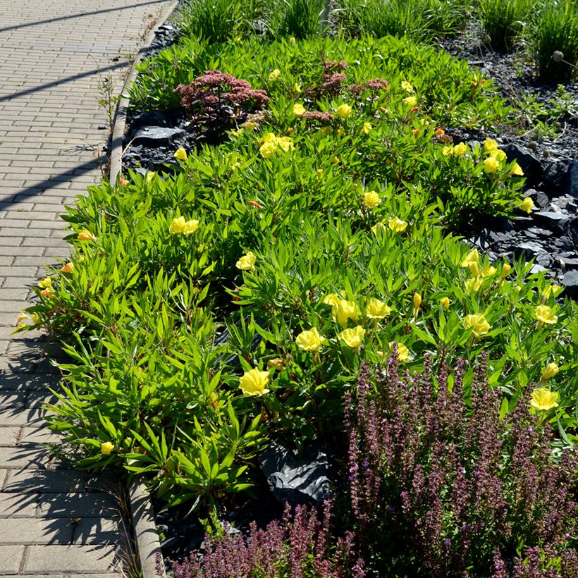 Oenothera missouriensis (Hábito)