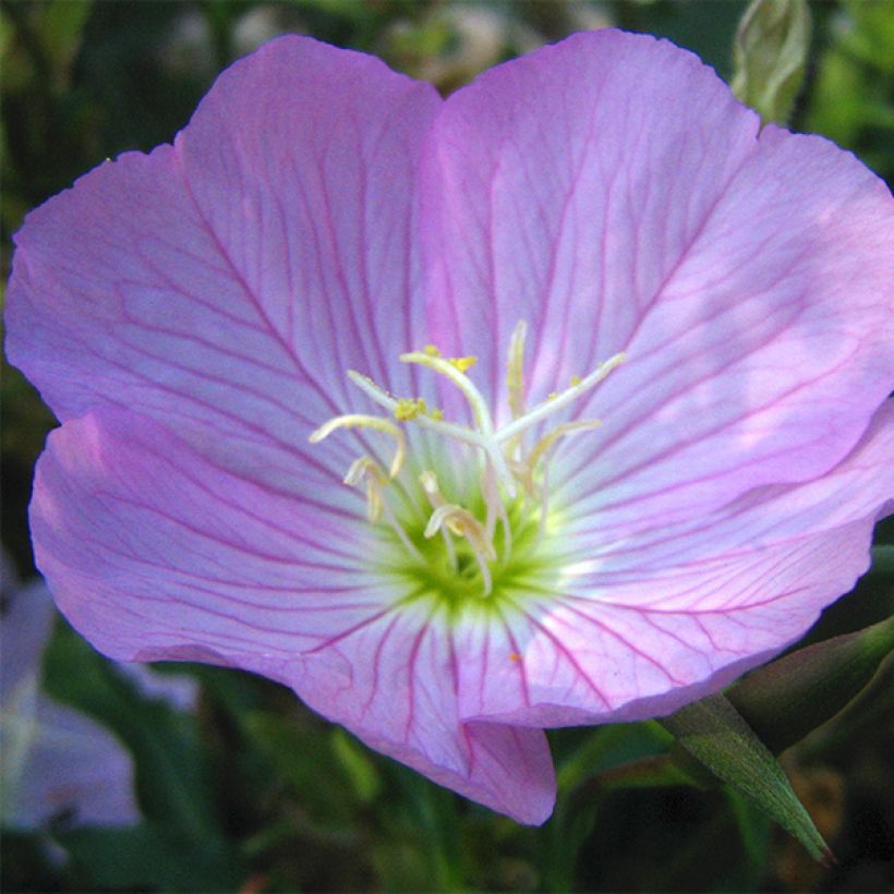 Oenothera speciosa (Floração)