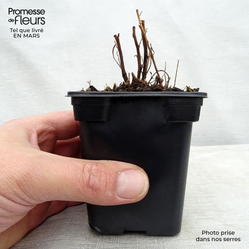 Amostra de Oenothera speciosa Vaso de 7/8 cm tal como entregue na primavera