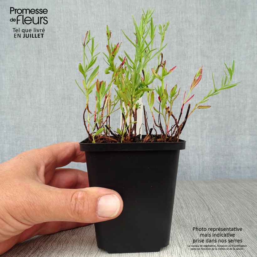 Amostra de Oenothera speciosa Siskiyou Vaso de 8/9 cm tal como entregue no verão