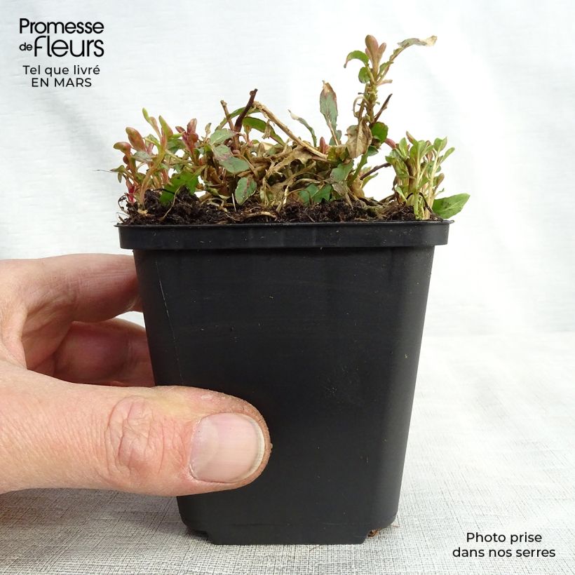 Amostra de Oenothera speciosa Siskiyou Vaso de 8/9 cm tal como entregue na primavera