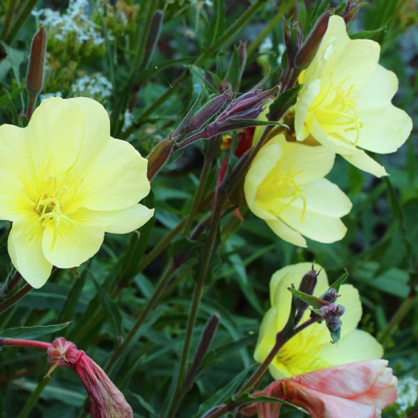 Oenothera stricta Sulphurea (Floração)