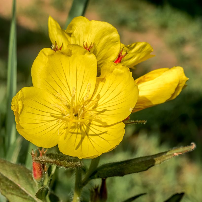 Oenothera tetragona (Floração)