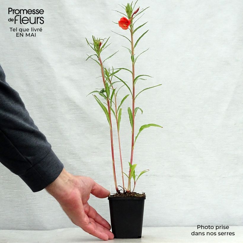 Amostra de Oenothera versicolor Vaso de 8/9 cm tal como entregue na primavera