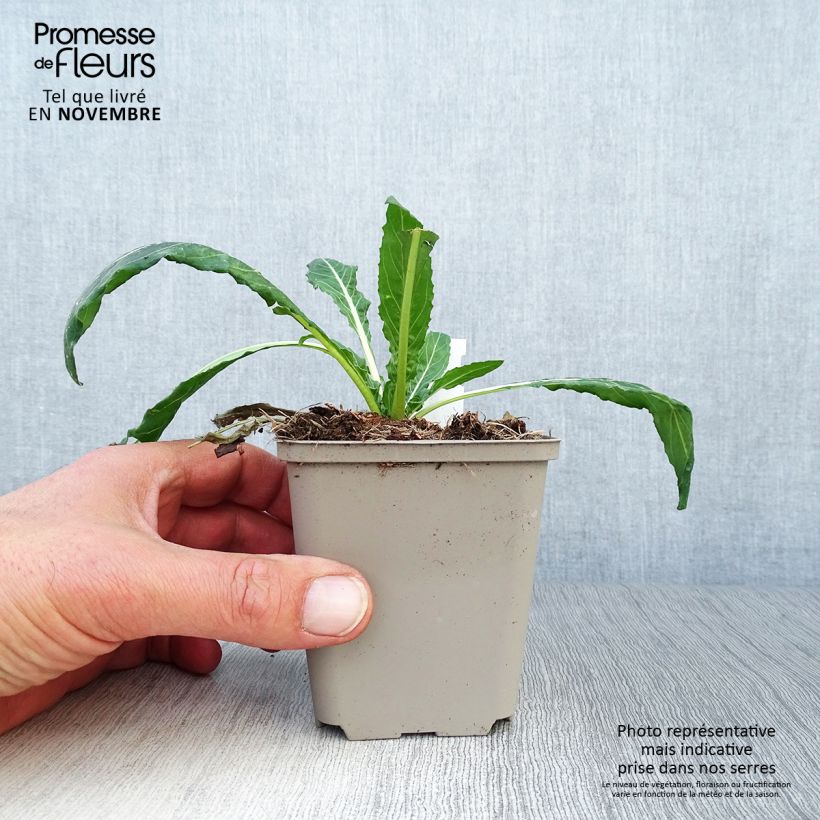 Amostra de Oenothera versicolor Vaso de 8/9 cm tal como entregue no outono
