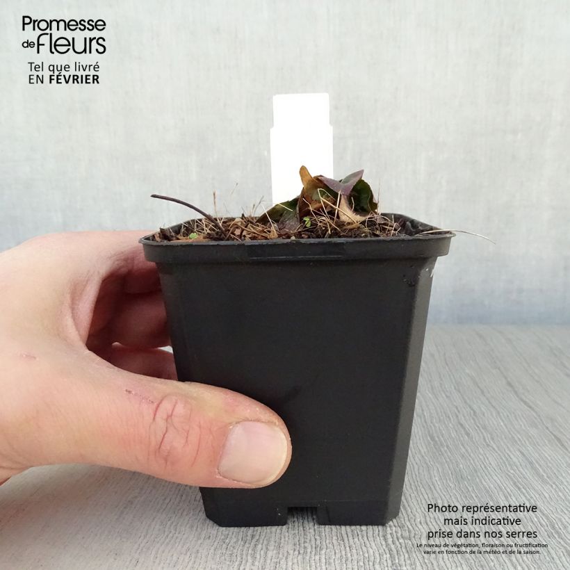 Amostra de Oenothère Michelle Ploeger - Oenothera fruticosa Michelle Ploeger  Vaso de 8/9 cm tal como entregue no inverno