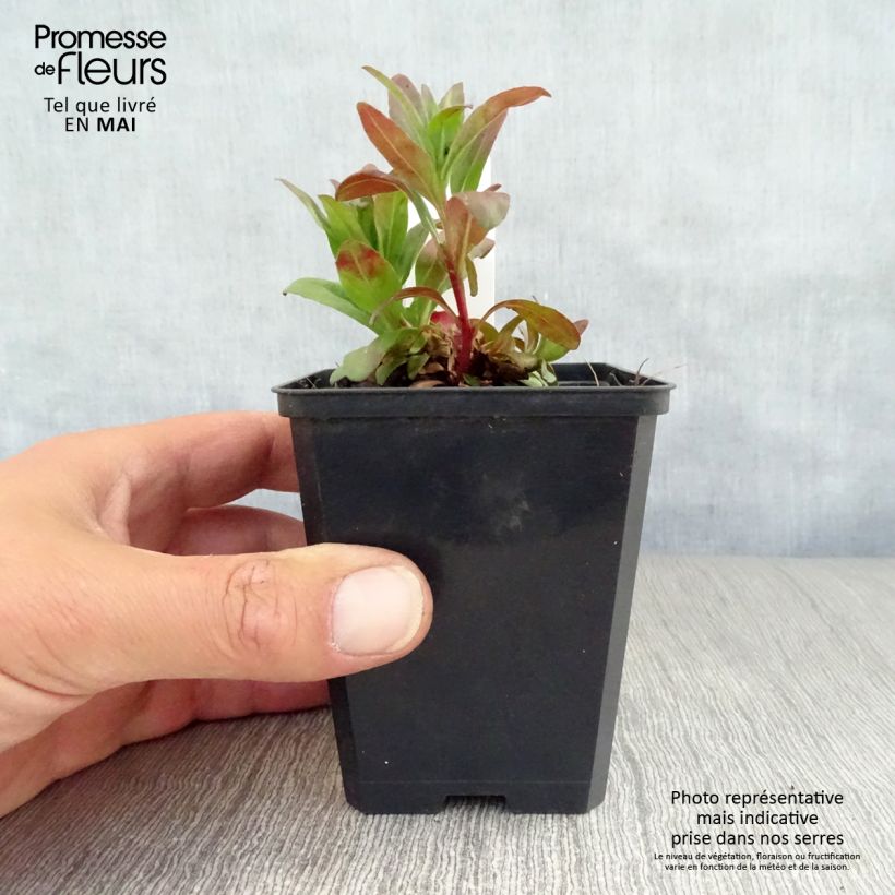 Amostra de Oenothera fruticosa Michelle Ploeger Vaso de 8/9 cm tal como entregue na primavera