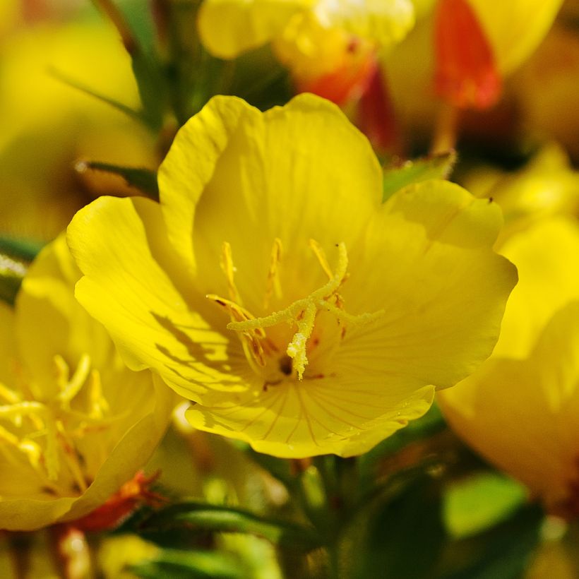 Oenothera Pénélope Hobhouse (Floração)