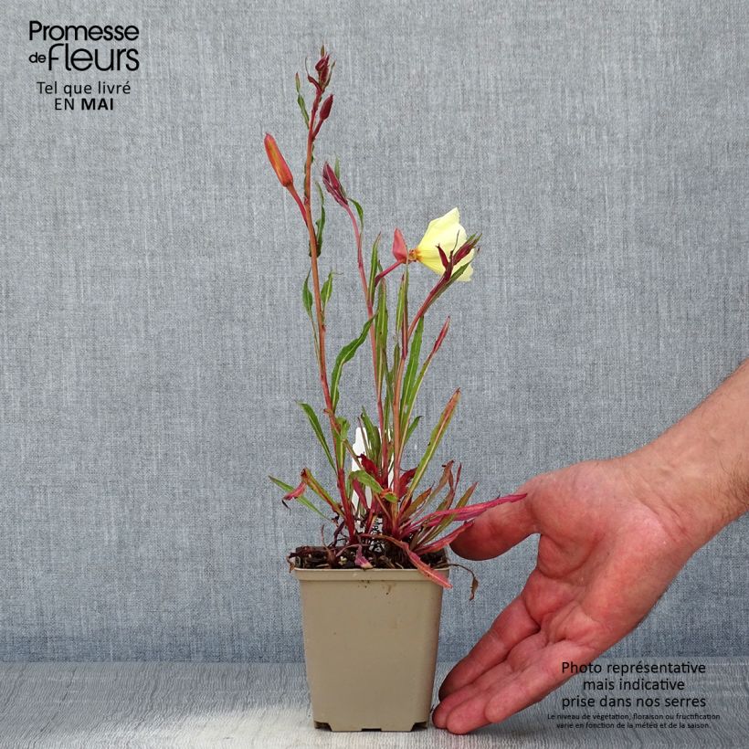 Amostra de Oenothera stricta Sulphurea Vaso de 8/9 cm tal como entregue na primavera