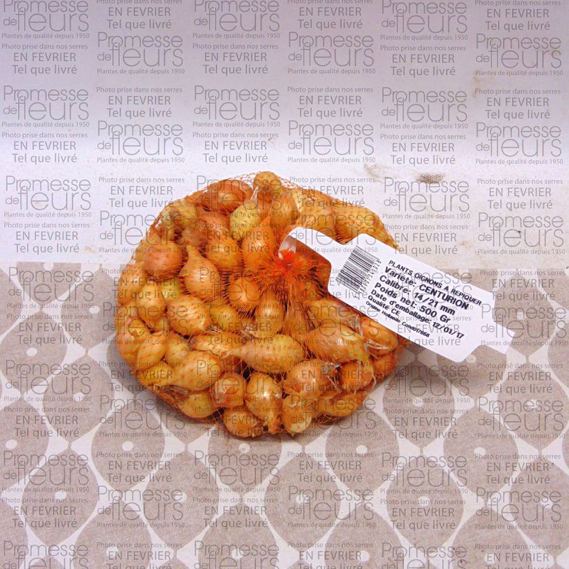 Exemplo de amostra de Oignon Centurion - Allium cepa Pièce Kaliber/Größe 14/21 mm tal como entregue