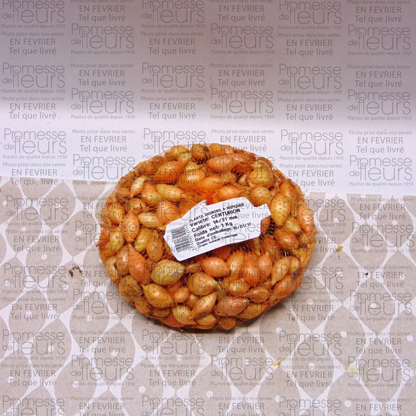 Exemplo de amostra de Oignon Centurion - Allium cepa Pièce Kaliber/Größe 14/21 mm tal como entregue