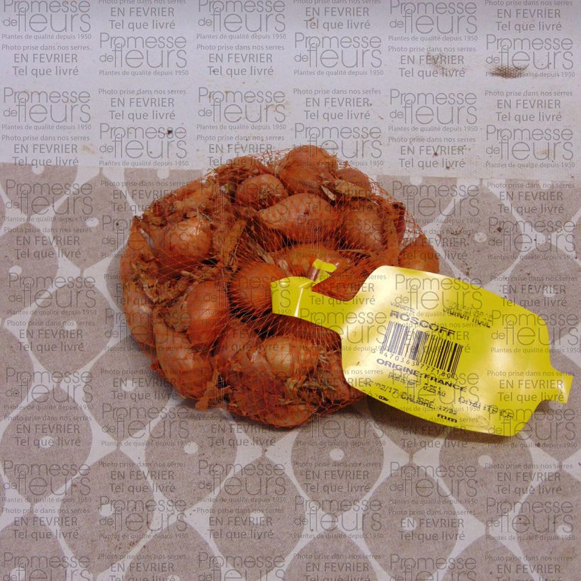 Exemplo de amostra de Cebola rosada Keravel, variedade aprovada pelo sindicato da cebola de Roscoff Peça Calibre 17/22 mm tal como entregue