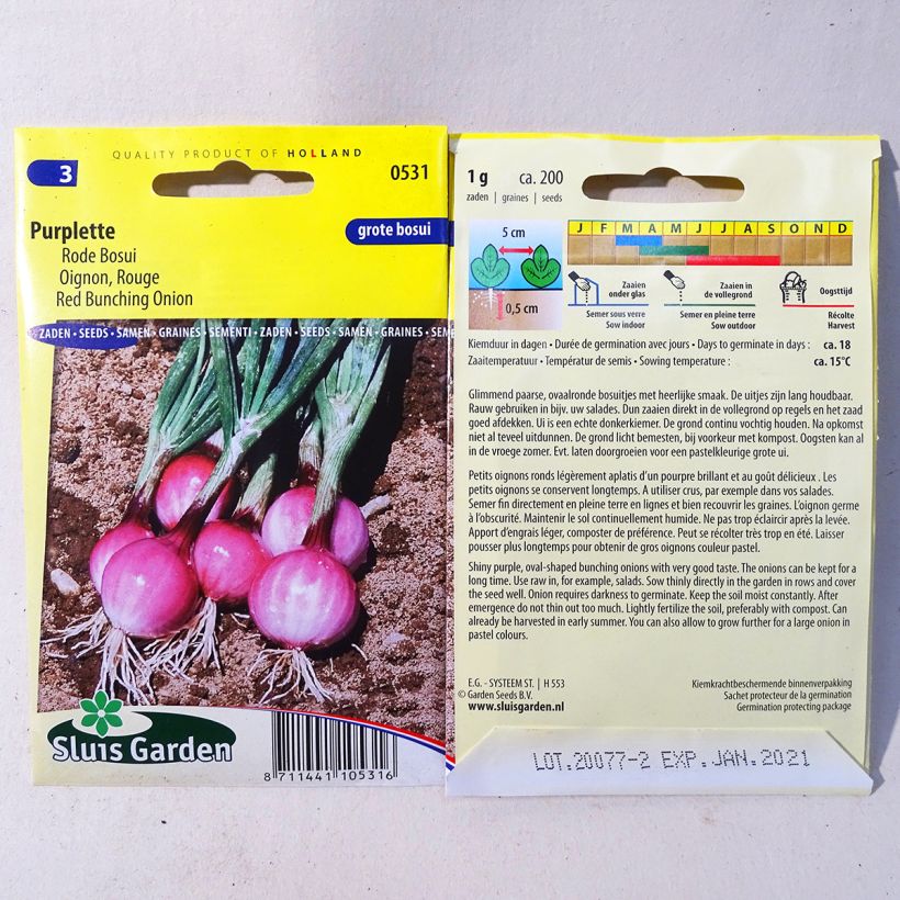 Exemplo de amostra de Oignon Purplette - Allium cepa die Tüte mit 200 Samen (1g) tal como entregue