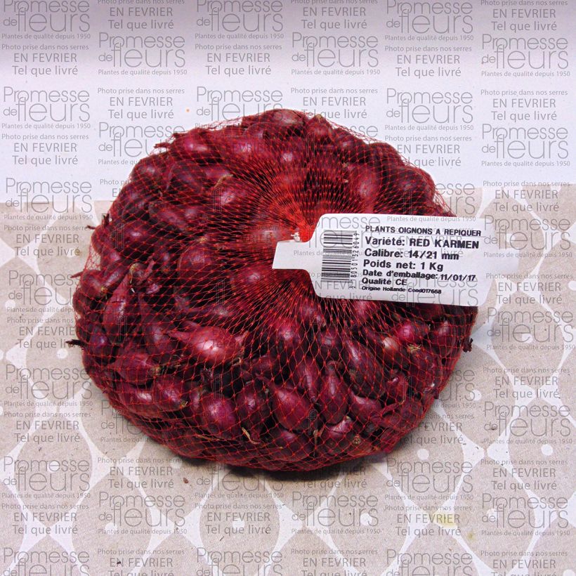 Exemplo de amostra de Oignon Red Karmen (rouge) en plants - Allium cepa BIO Peça size 14/21 mm tal como entregue