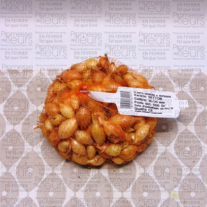 Exemplo de amostra de Oignon Setton - Allium cepa Pièce Kaliber/Größe 14/21 mm tal como entregue