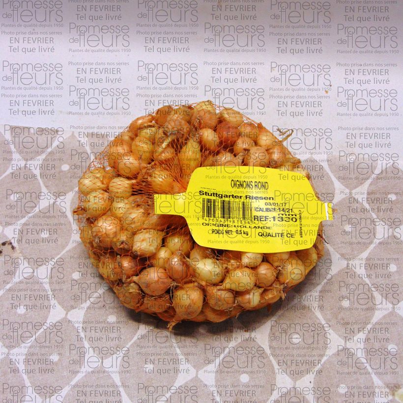 Exemplo de amostra de Oignon Stuttgarter Riesen - Allium cepa en plants Peça Calibre 14/21 mm tal como entregue