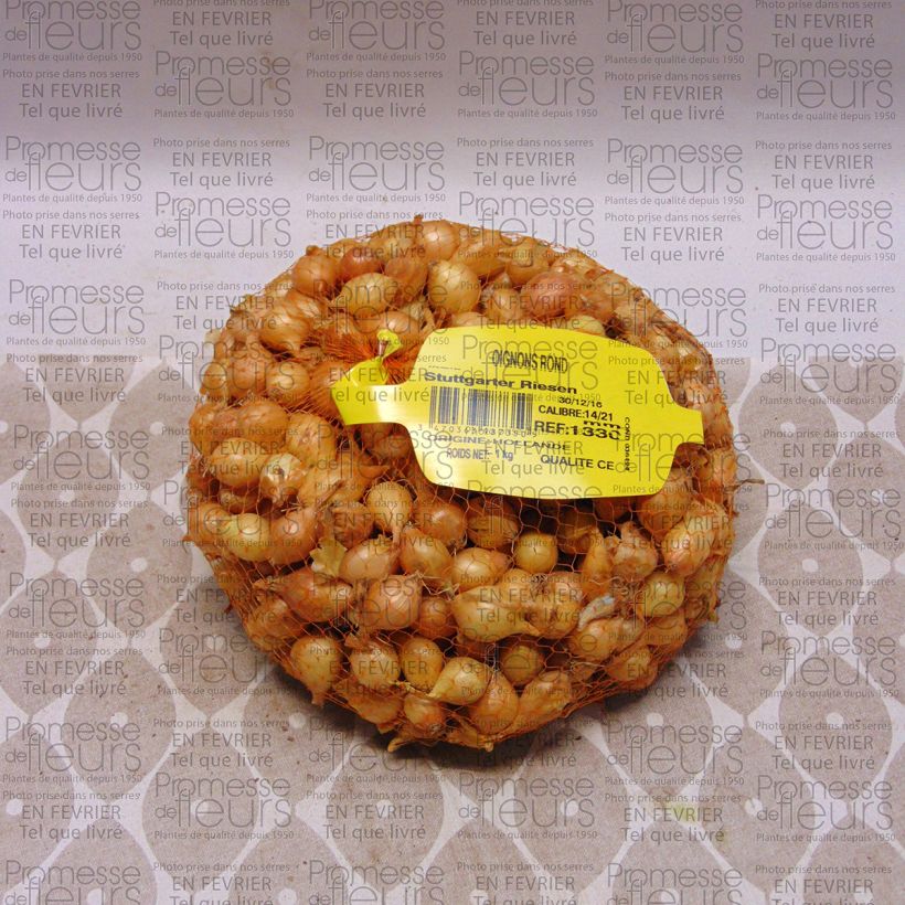 Exemplo de amostra de Oignon Stuttgarter Riesen - Allium cepa en plants Peça Calibre 14/21 mm tal como entregue