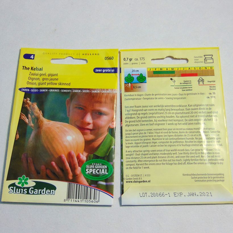 Exemplo de amostra de Oignon The Kelsae - Allium cepa die Tüte mit 175 Samen tal como entregue