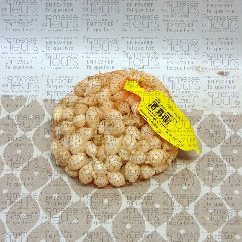 Exemplo de amostra de Oignon blanc - Allium cepa en plants Peça size 14/21 mm tal como entregue