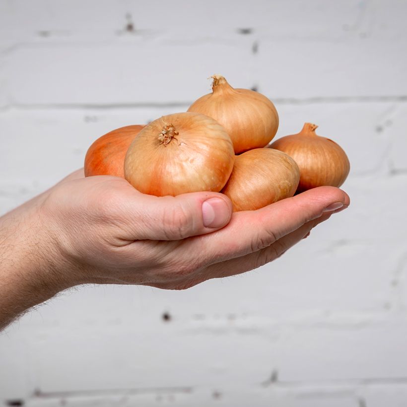 Cebola Stuttgart Bio (Colheita)