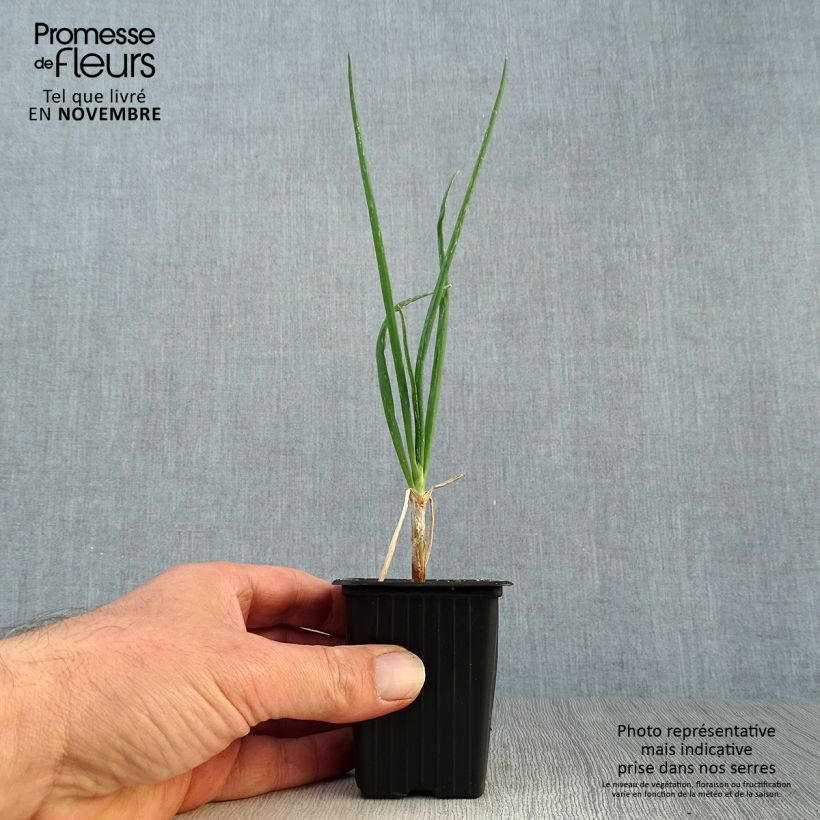 Amostra de Oignon rocambole - Allium cepa proliferum - Oignon d'Egypte Godet de 7/8 cm tal como entregue no outono