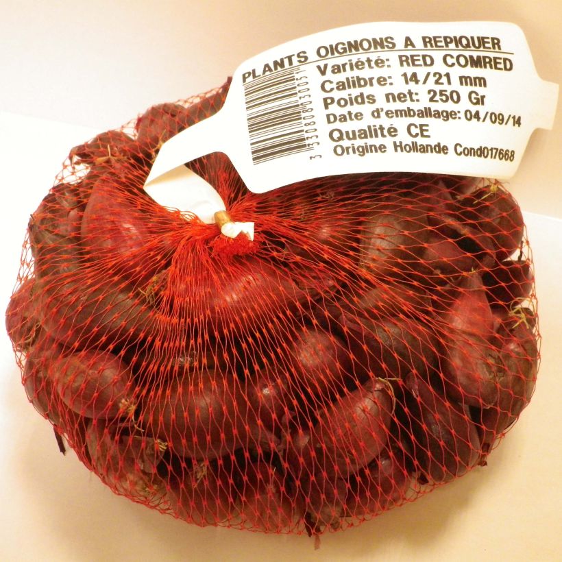 Exemplo de amostra de Oignon rouge Red Karmen en plants (plantation automne) Peça Calibre 14/21 mm tal como entregue