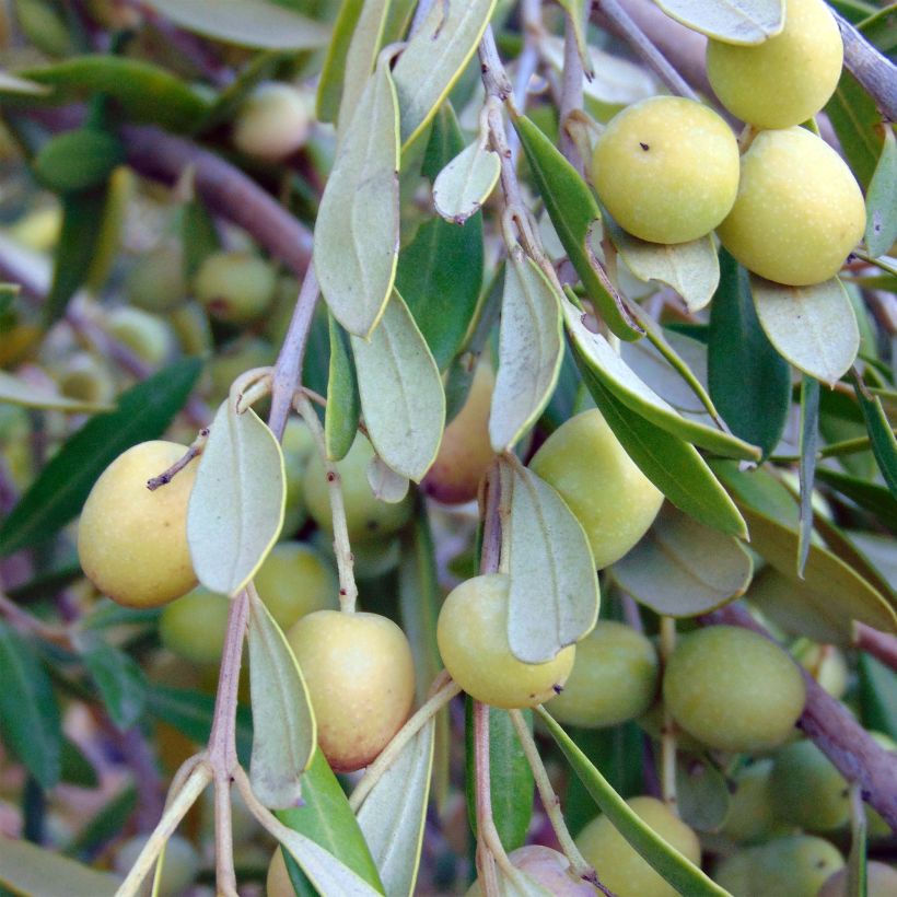 Olea europaea - Oliveira num caule (Colheita)