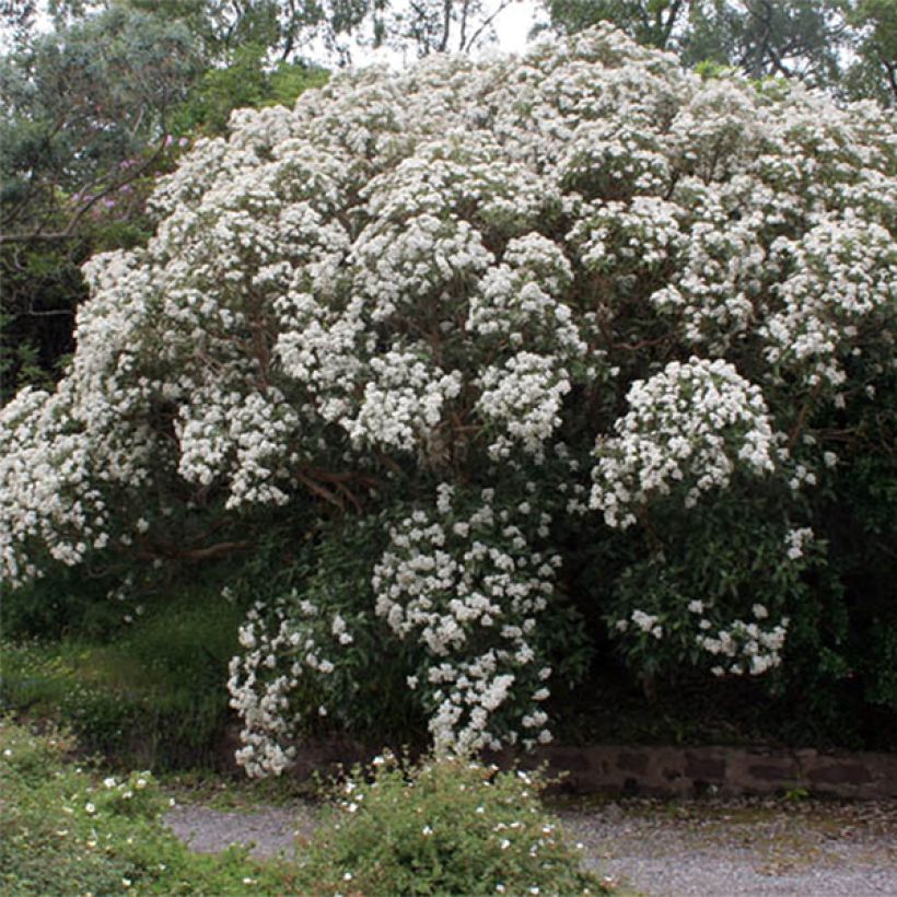 Olearia macrodonta Major (Floração)