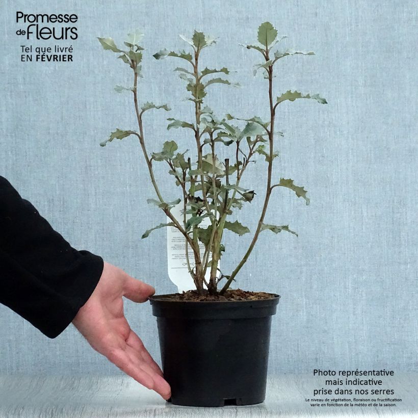 Amostra de Olearia macrodonta Major - Houx de Nouvelle-Zélande Pot de 2L/3L tal como entregue no inverno