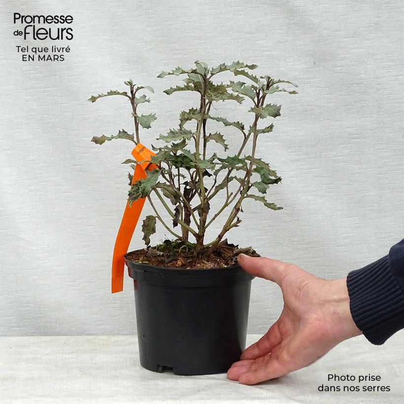 Amostra de Olearia macrodonta Major Vaso de 2 L/3 L tal como entregue na primavera