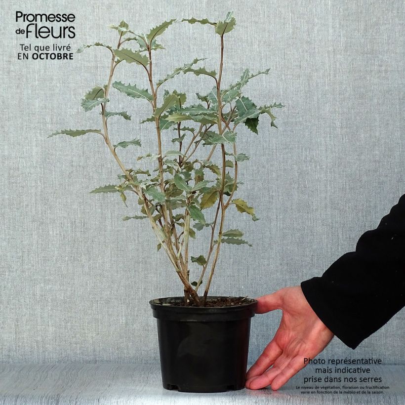 Amostra de Olearia macrodonta Major Vaso de 2 L/3 L tal como entregue no outono