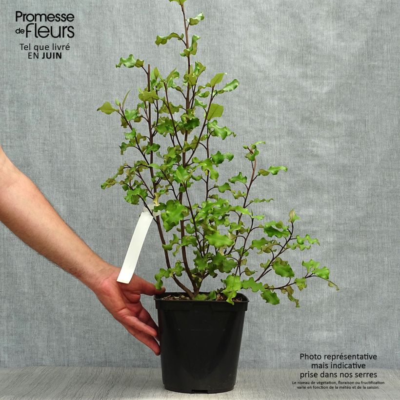 Amostra de Olearia paniculata Vaso de 4 L/5 L tal como entregue no verão