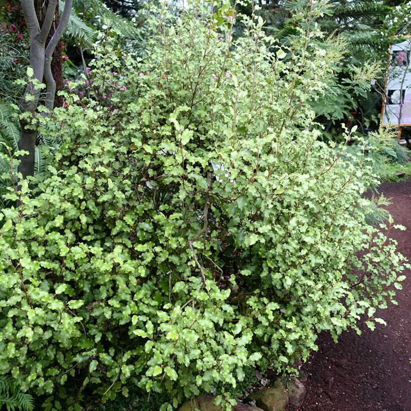 Olearia paniculata (Hábito)