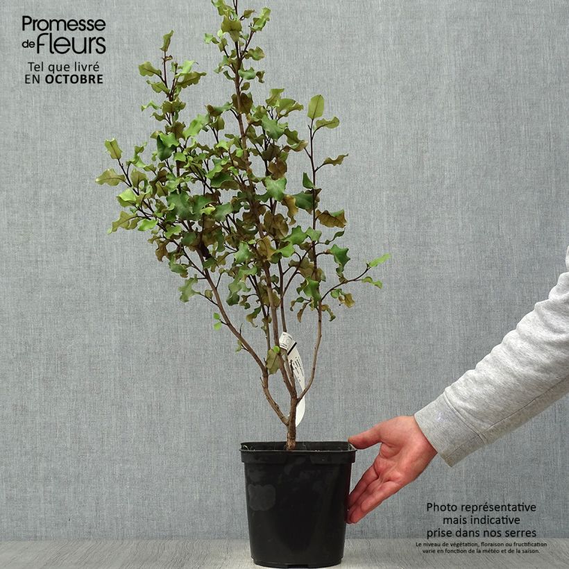 Amostra de Olearia paniculata Vaso de 4 L/5 L tal como entregue no outono