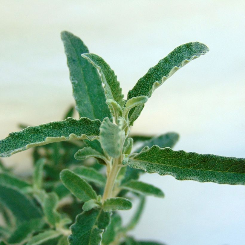 Olearia × scilloniensis (Folhagem)