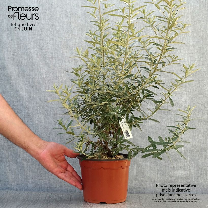 Amostra de Olearia × scilloniensis Vaso de 3 L/4 L tal como entregue no verão