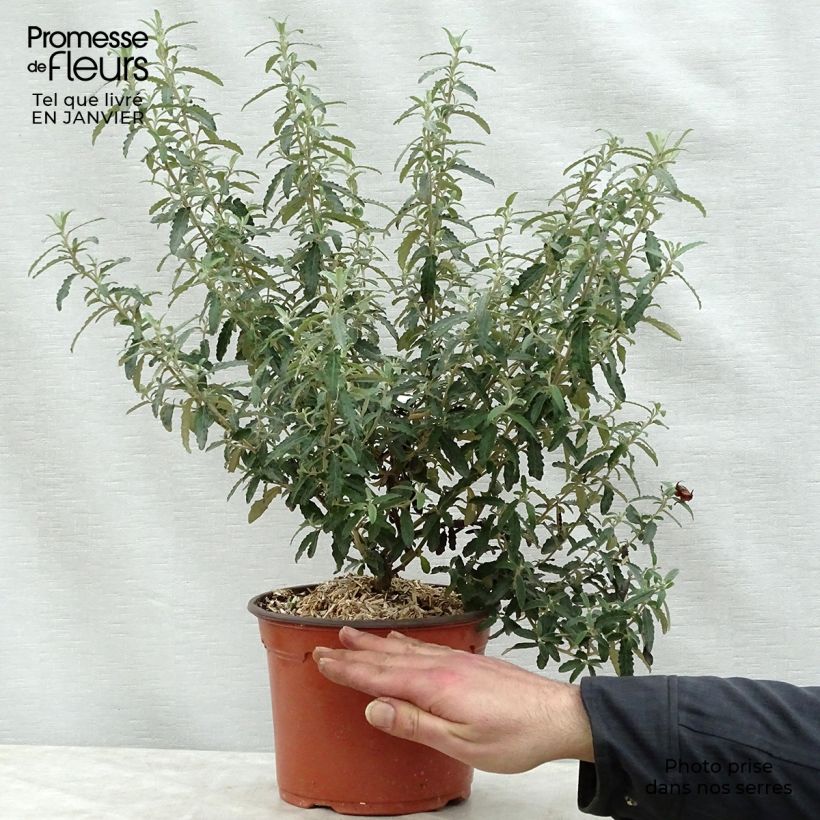 Amostra de Olearia × scilloniensis Vaso de 3 L/4 L tal como entregue no inverno