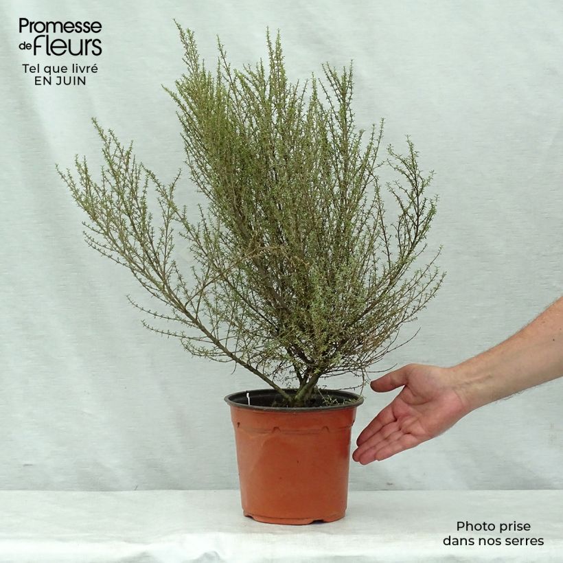 Amostra de Olearia solandri Aurea Vaso de 2 L/3 L tal como entregue no verão