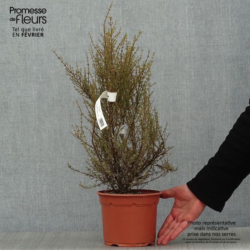 Amostra de Olearia solandri Aurea  Vaso de 2 L/3 L tal como entregue no inverno