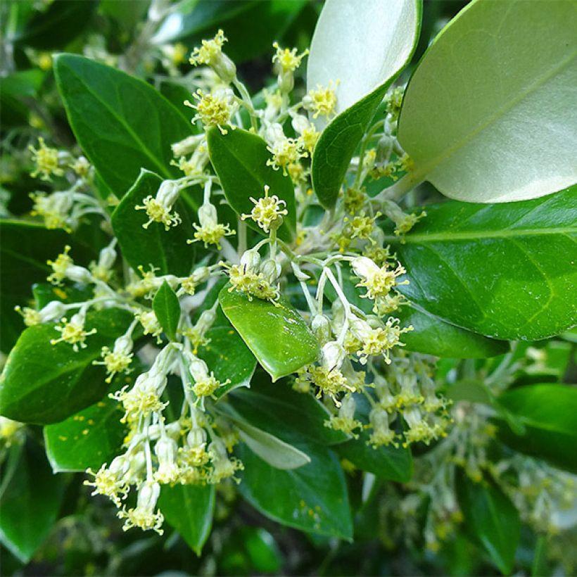 Olearia traversii (Floração)