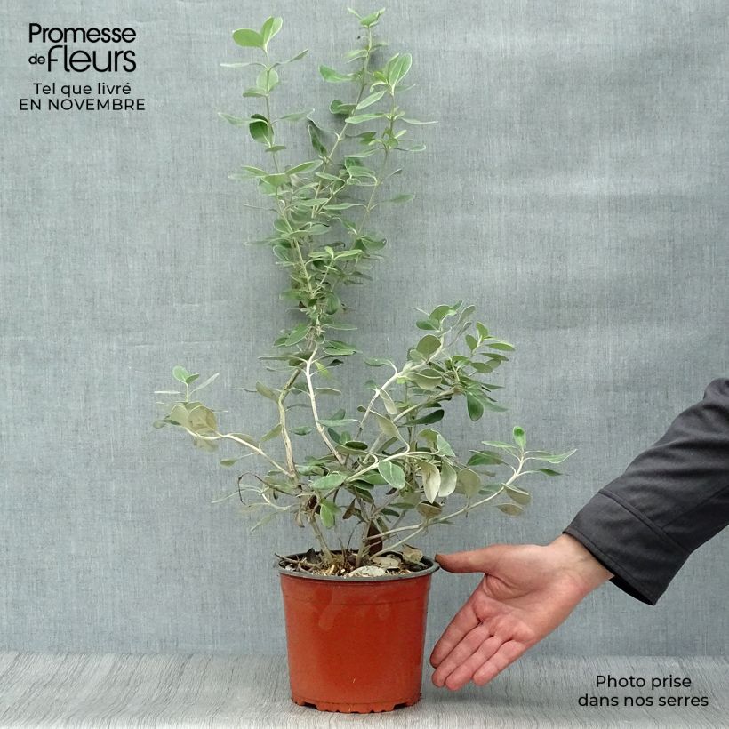 Amostra de Olearia traversii Vaso de 2 L/3 L tal como entregue no outono