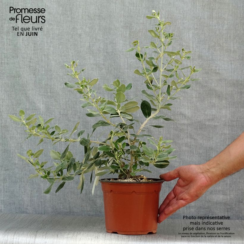 Amostra de Olearia traversii Vaso de 2 L/3 L tal como entregue no verão