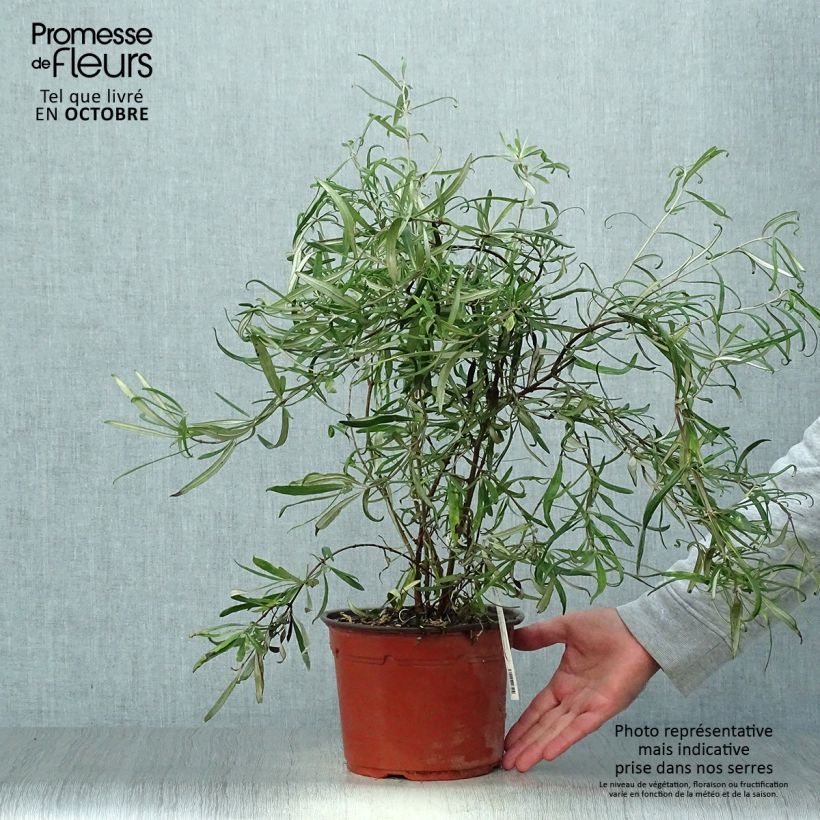 Amostra de Olearia virgata Vaso de 2 L/3 L tal como entregue no outono
