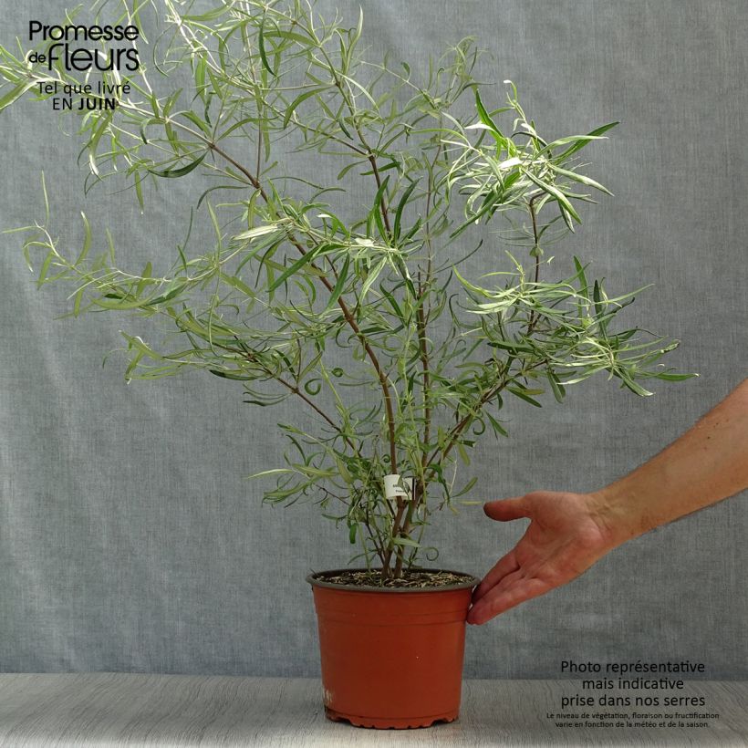 Amostra de Olearia virgata Vaso de 2 L/3 L tal como entregue no verão