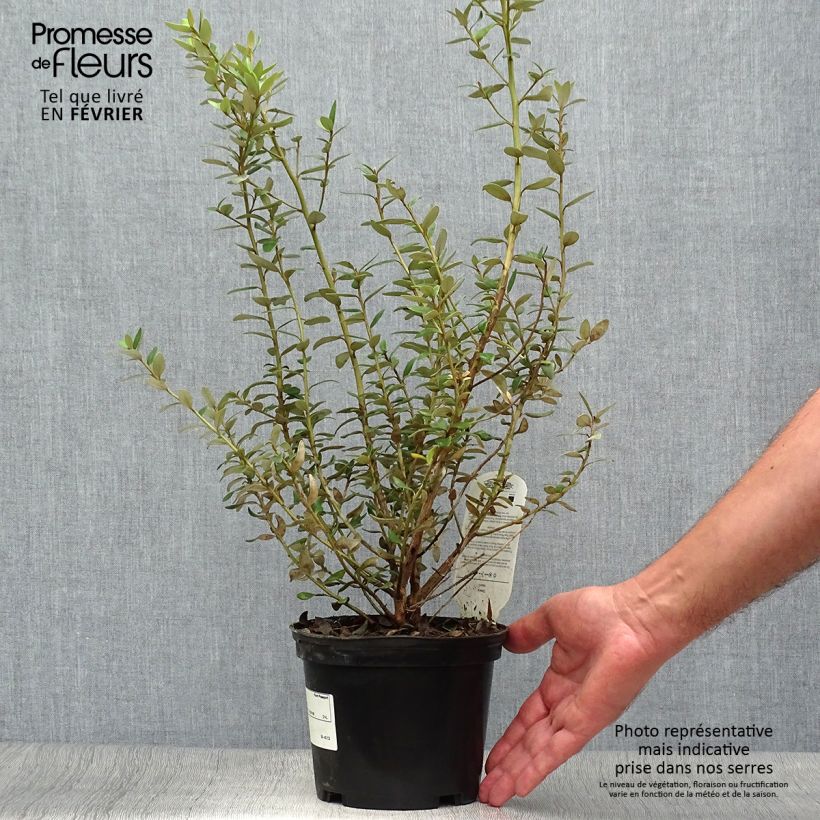Amostra de Olearia × haastii Vaso de 2 L/3 L tal como entregue no outono