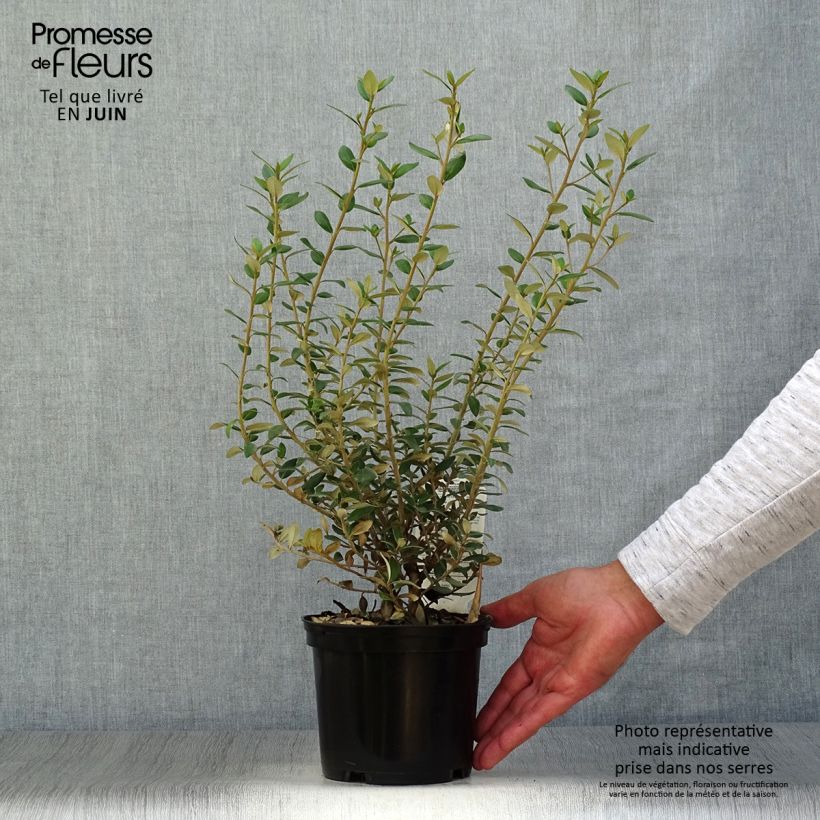 Amostra de Olearia × haastii Vaso de 2 L/3 L tal como entregue no verão