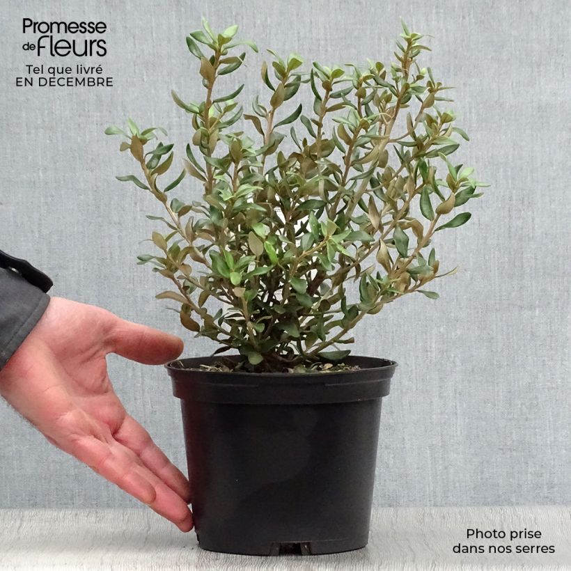 Amostra de Olearia (x)  haastii - Aster en arbre Vaso de 2 L/3 L tal como entregue no inverno