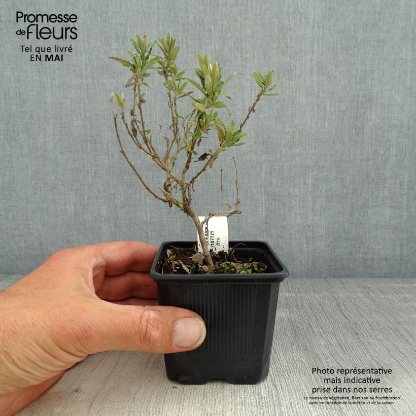 Amostra de Olearia × scilloniensis Compacta Vaso de 8/9 cm tal como entregue na primavera